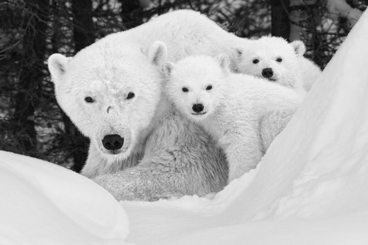 Paul Nicklen & Cristina Mittermeier are two Wildlife photographers