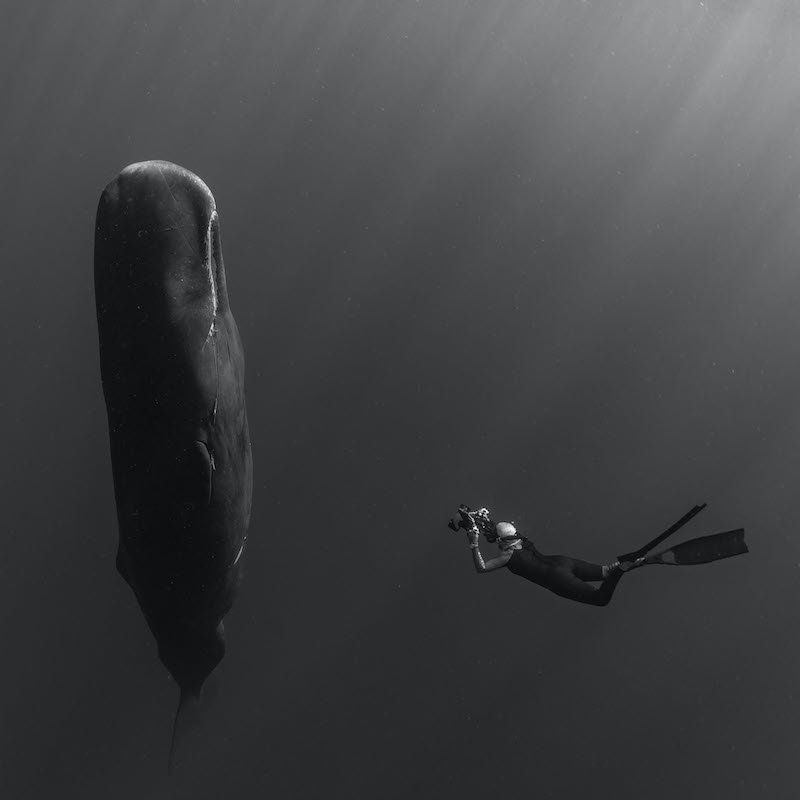 Cristina Mittermeier photograph underwater
